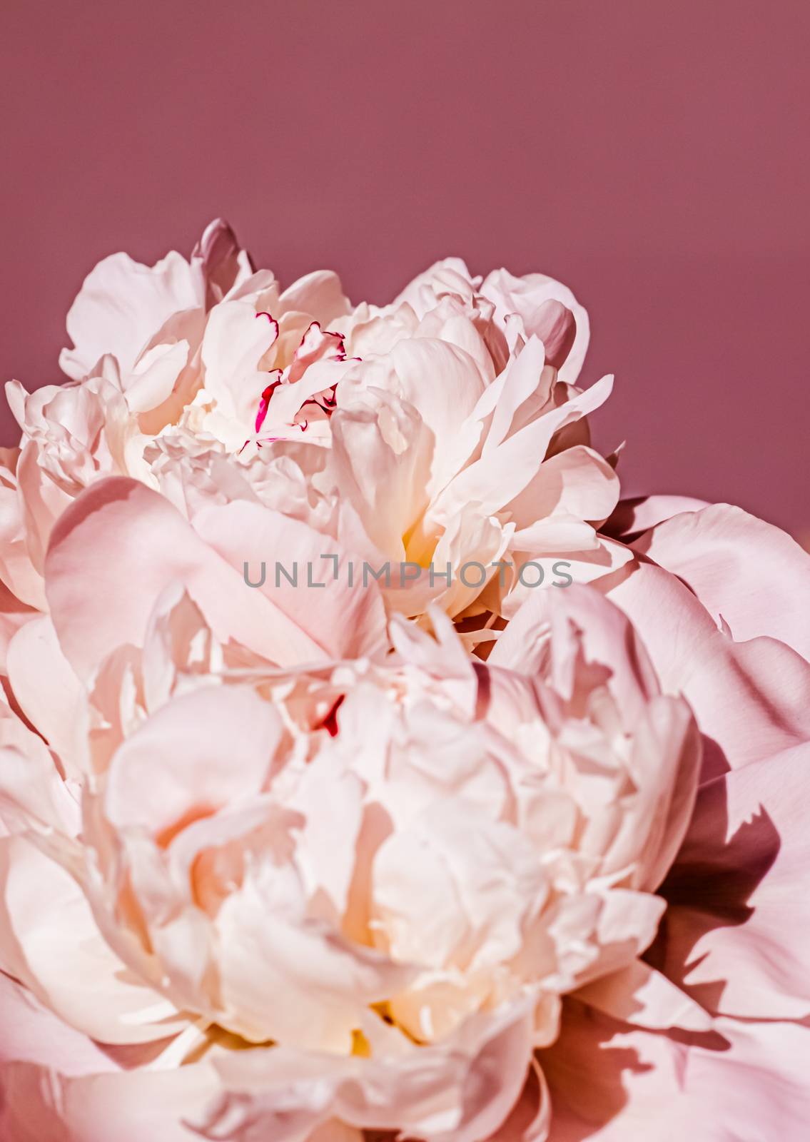 Peony flowers as luxury floral background, wedding decoration and event branding by Anneleven