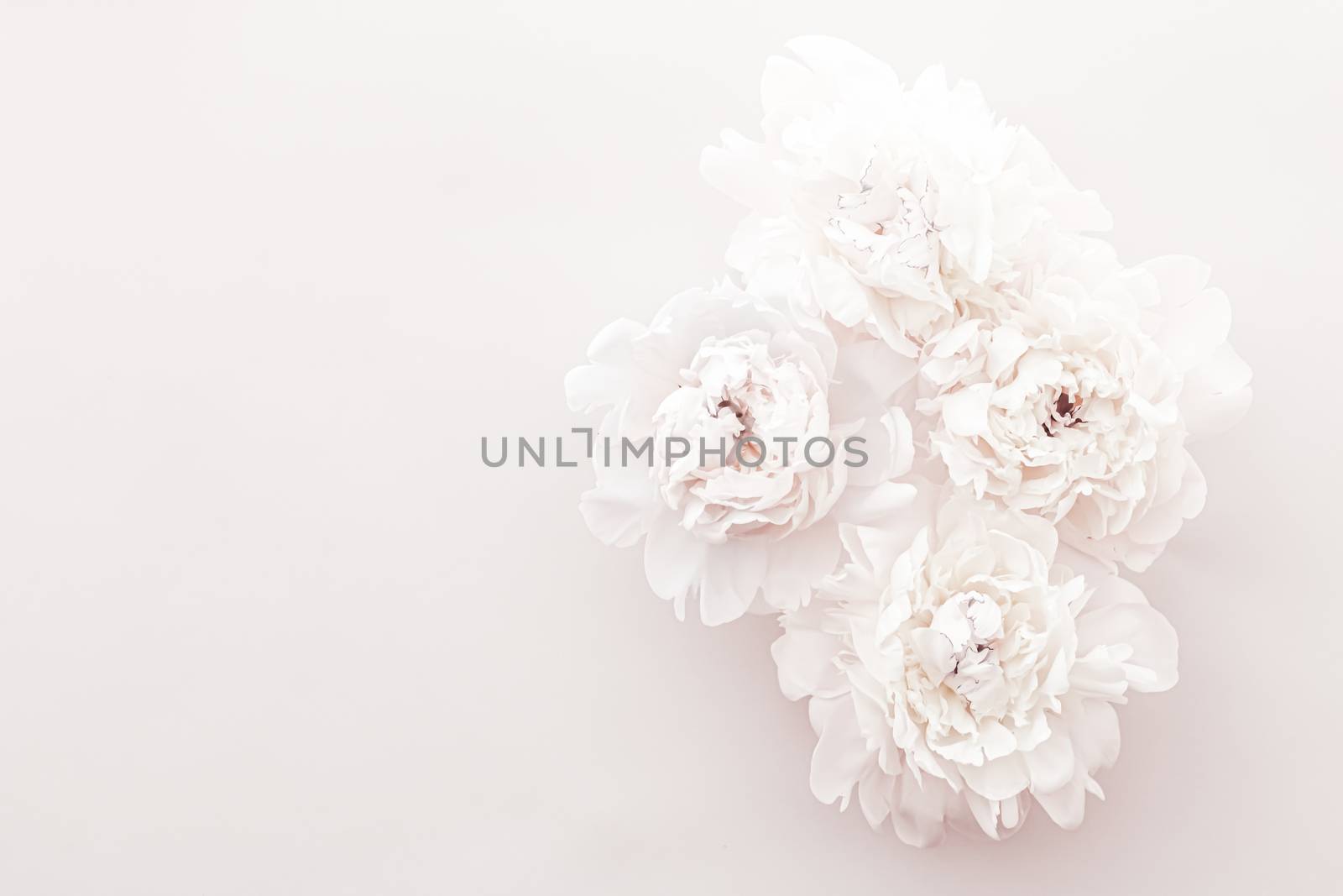 Pastel peony flowers in bloom as floral art background, wedding decor and luxury branding design