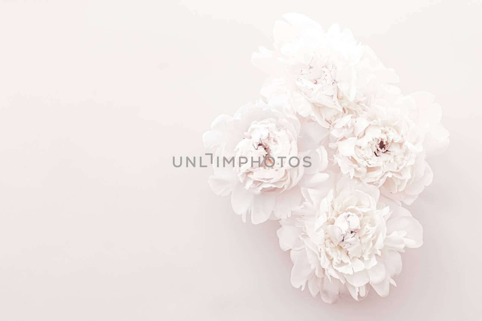 Pastel peony flowers in bloom as floral art background, wedding decor and luxury branding by Anneleven