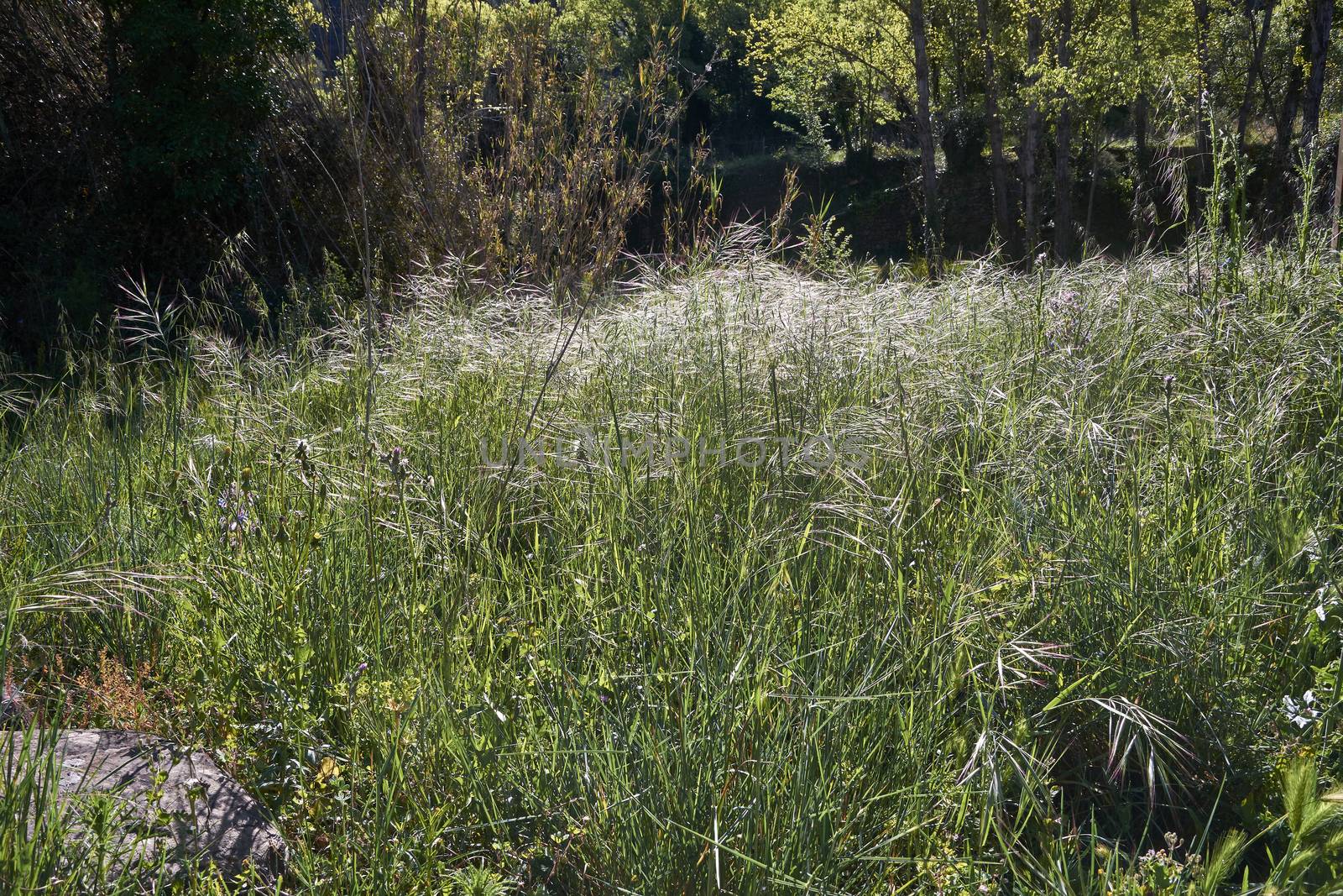 Plain full of vegetation on a sunny day, green, abundant, thick