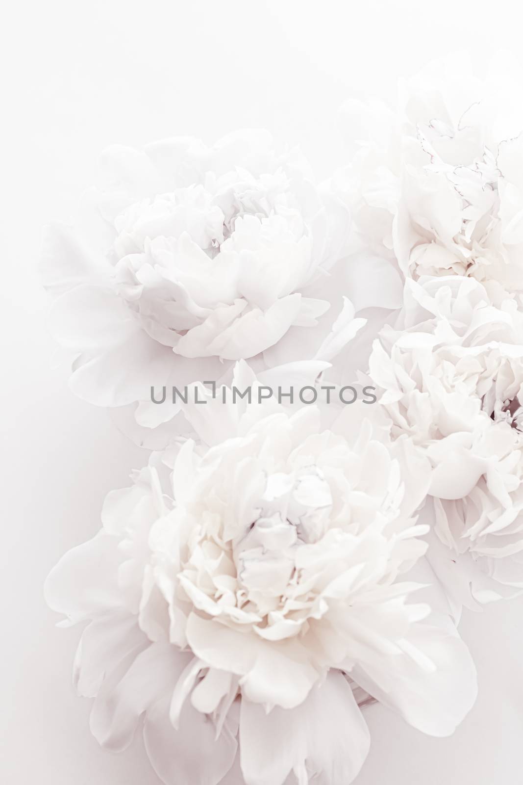 Pure white peony flowers as floral art background, wedding decor and luxury branding by Anneleven
