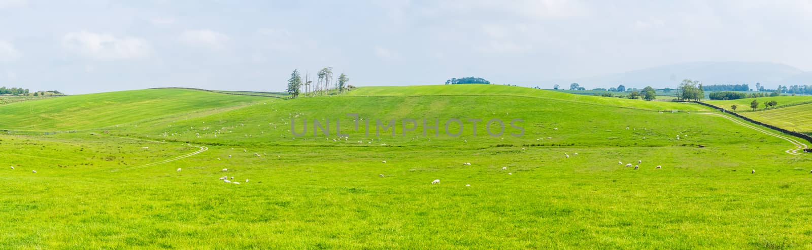 Panorama open fields and Blue Skies in the Summertime by paddythegolfer