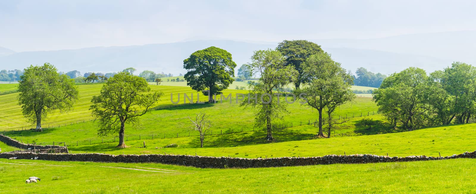 Panorama open fields and Blue Skies in the Summertime by paddythegolfer