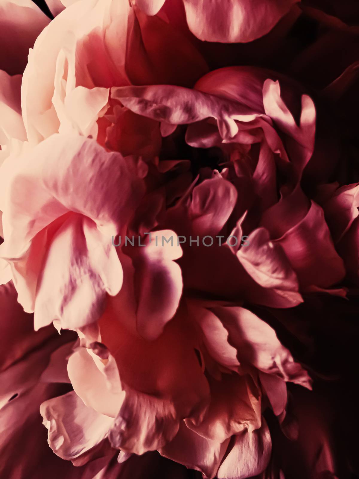 Red peony flower as abstract floral background for holiday branding by Anneleven