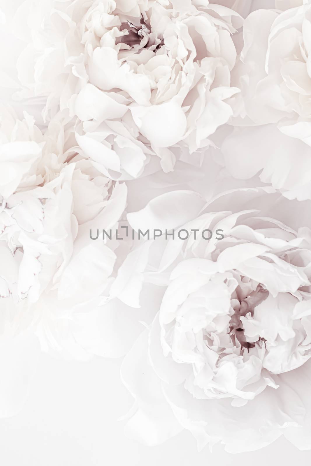 Pure white peony flowers as floral art background, wedding decor and luxury branding by Anneleven