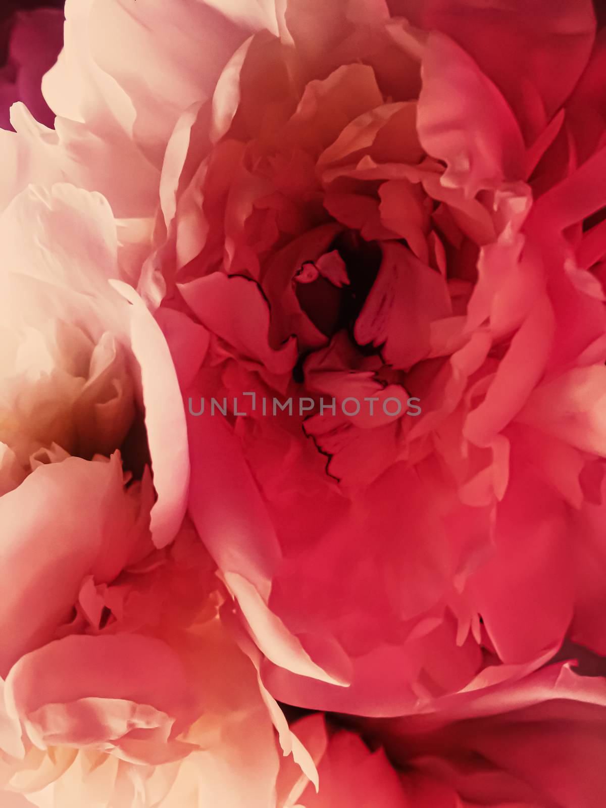 Red peony flower as abstract floral background for holiday branding design