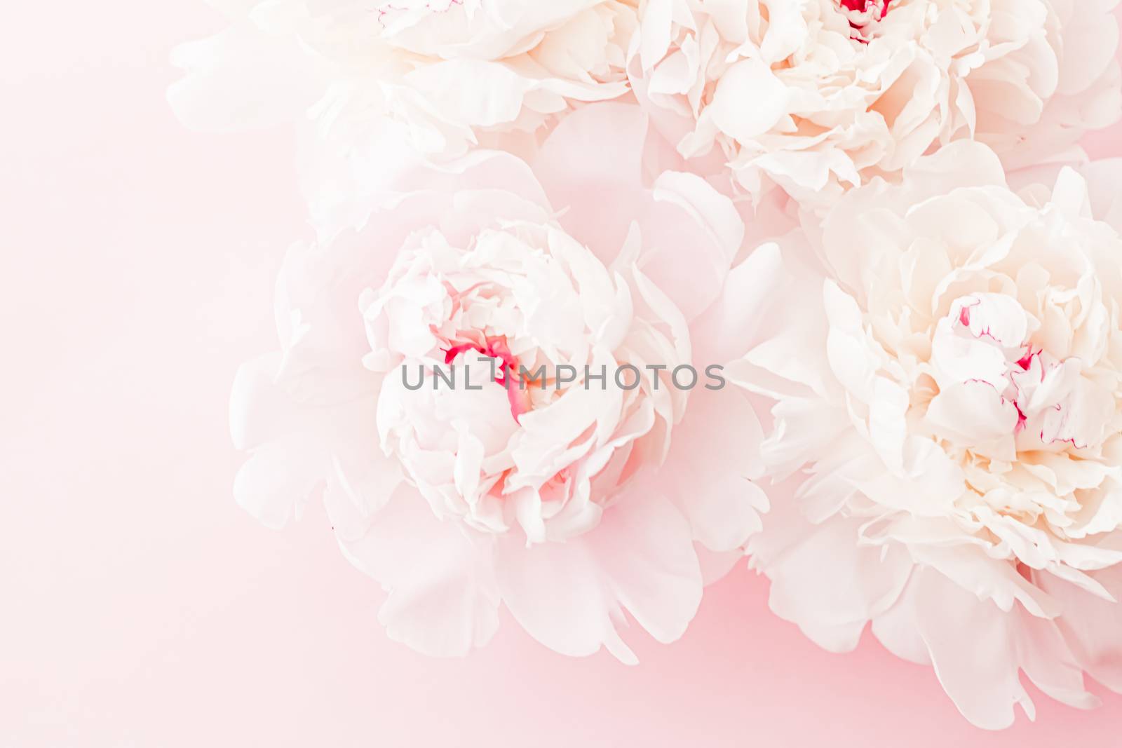 Peony flowers in bloom as floral art on pink background, wedding flatlay and luxury branding by Anneleven