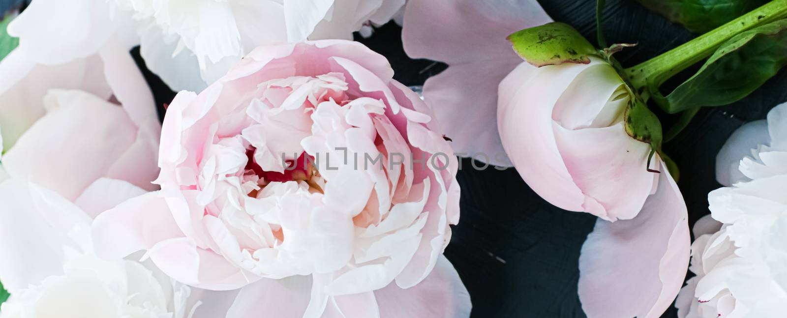 Blooming peony flowers as floral art background, botanical flatlay and luxury branding design