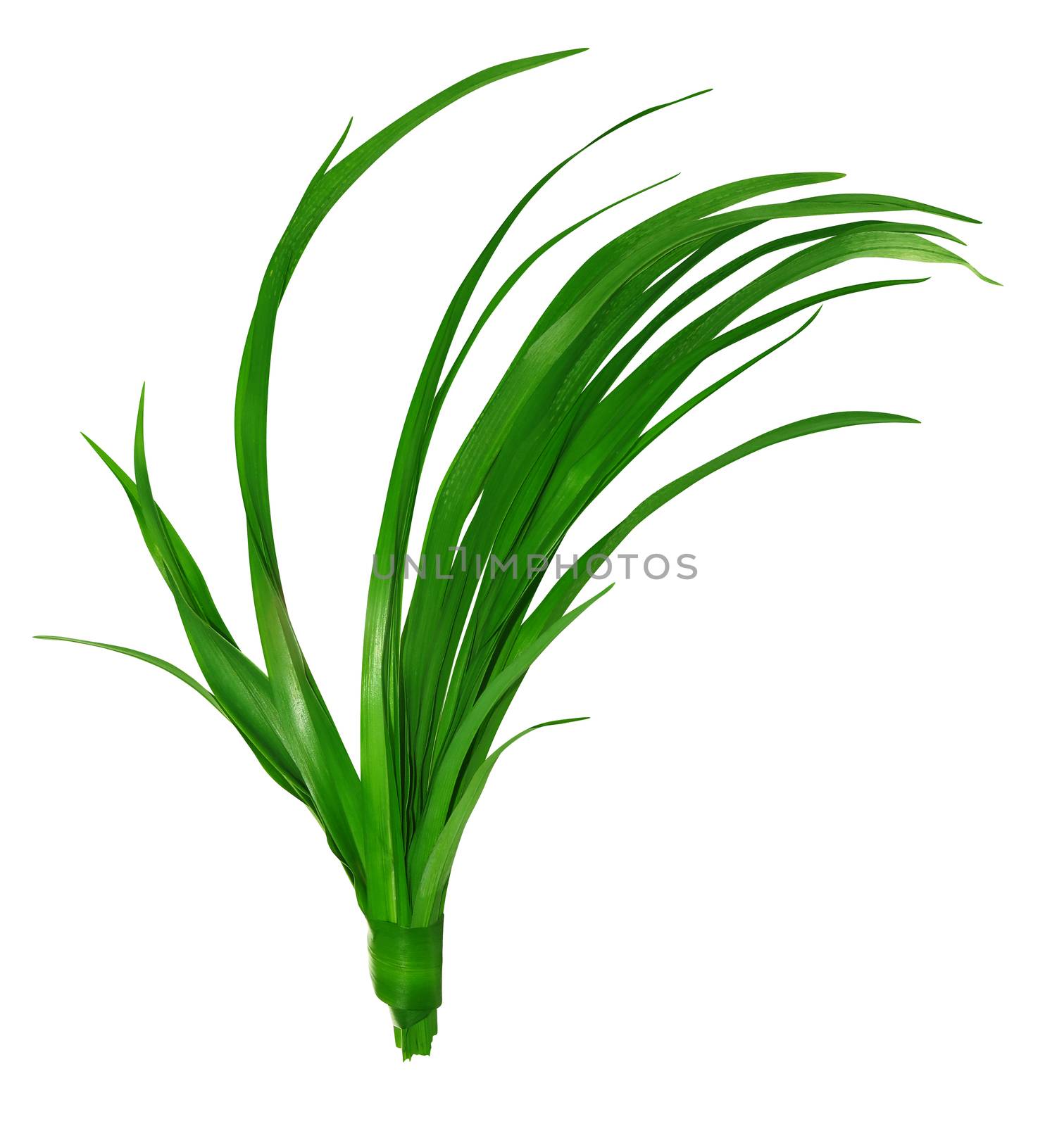Long blades of green grass isolated on white background.