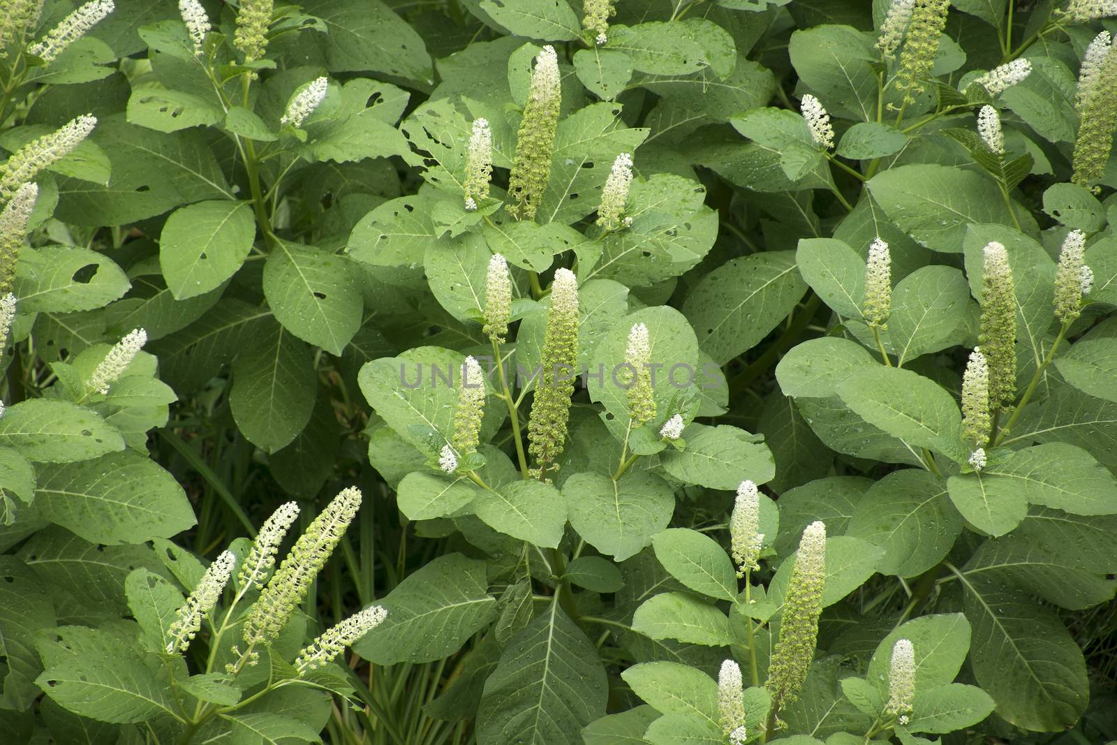 Phytolacca americana or american pokeweed or simply pokeweed plant