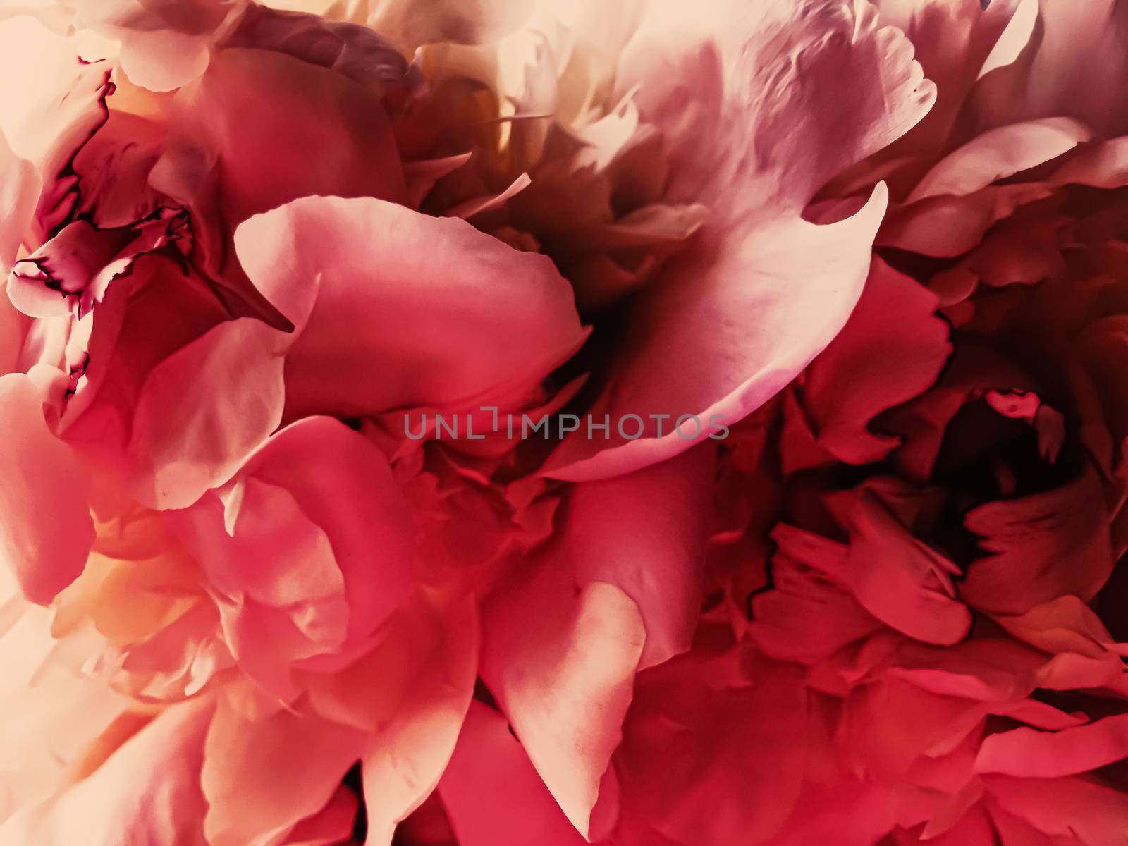 Red peony flower as abstract floral background for holiday branding by Anneleven