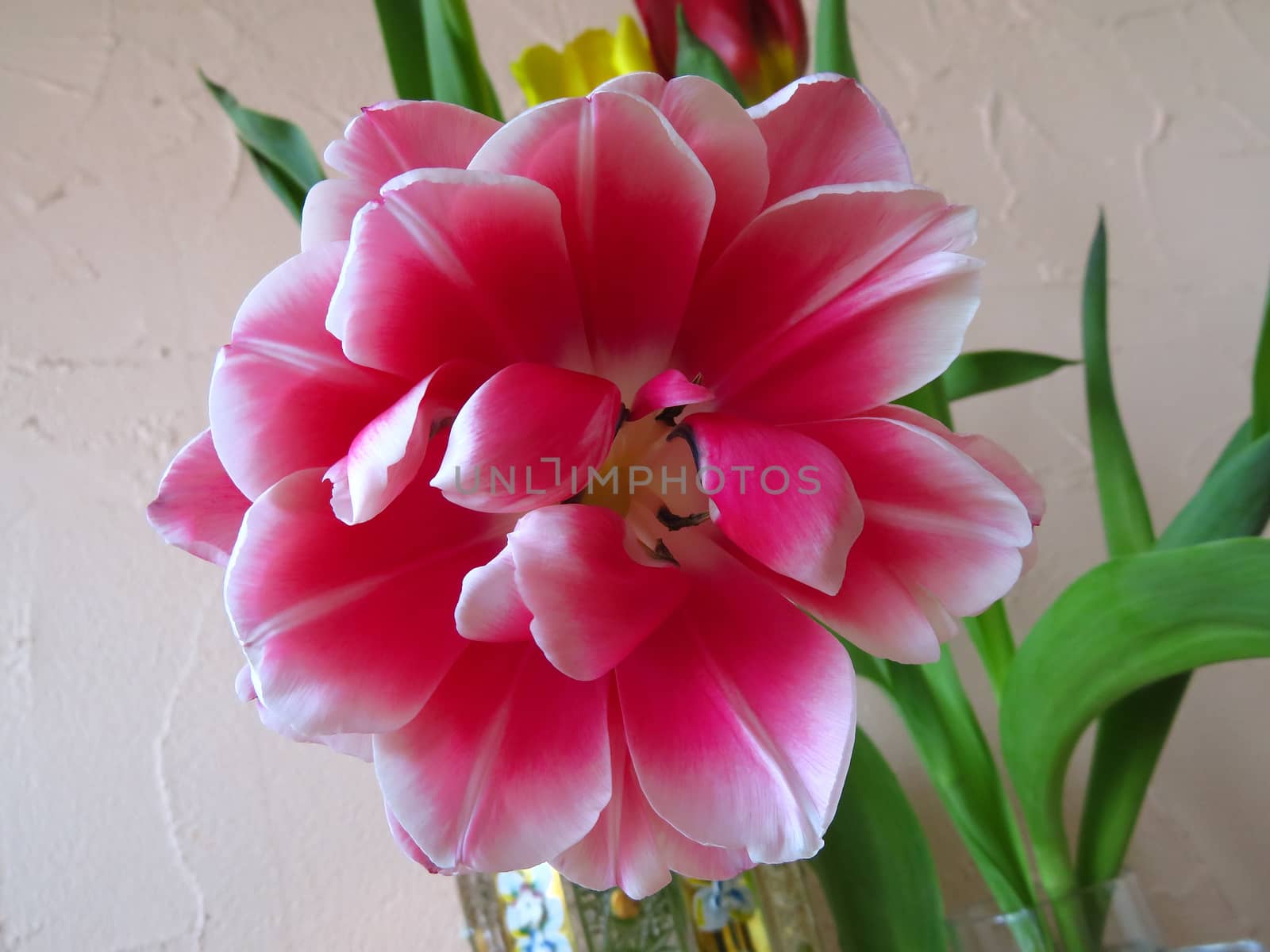 Pink fluffy tulip close-up by Venakr