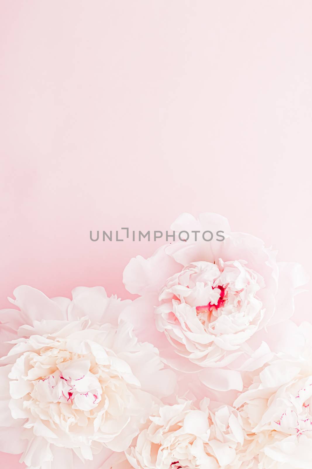 Peony flowers in bloom as floral art on pink background, wedding flatlay and luxury branding by Anneleven