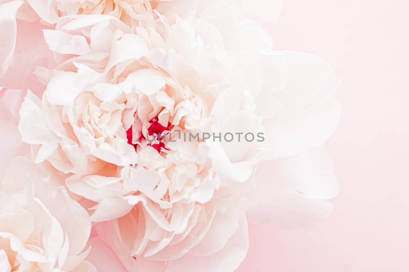 Peony flowers in bloom as floral art on pink background, wedding flatlay and luxury branding design