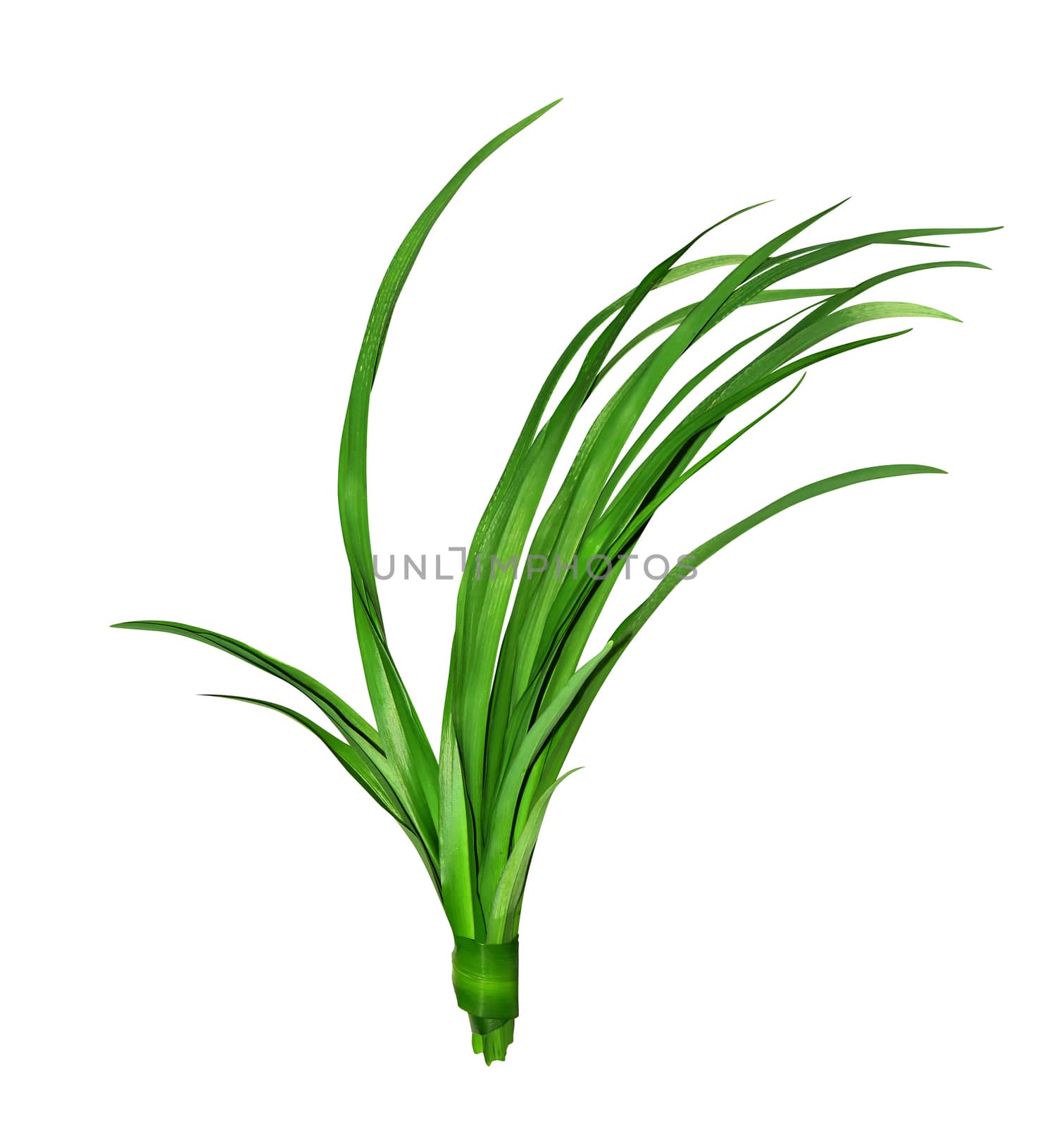 Long blades of green grass isolated on white background.