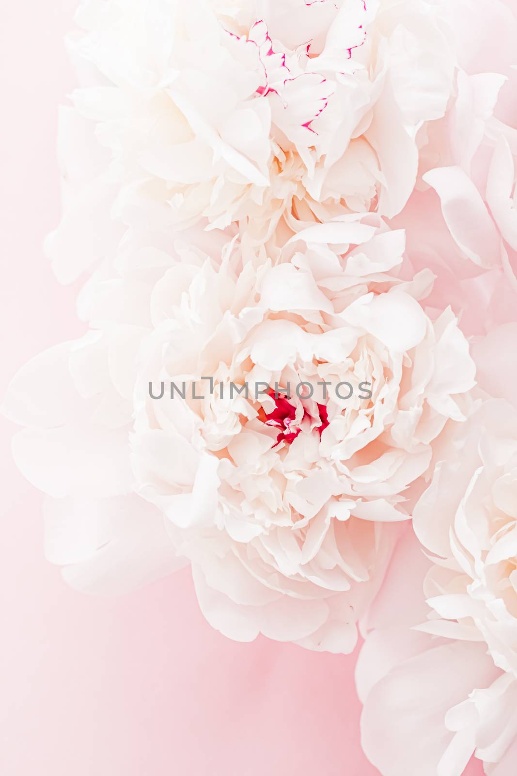 Peony flowers in bloom as floral art on pink background, wedding flatlay and luxury branding by Anneleven