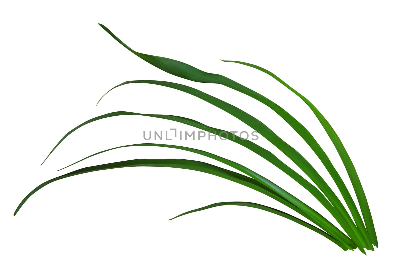 Long blades of green grass isolated on white background.