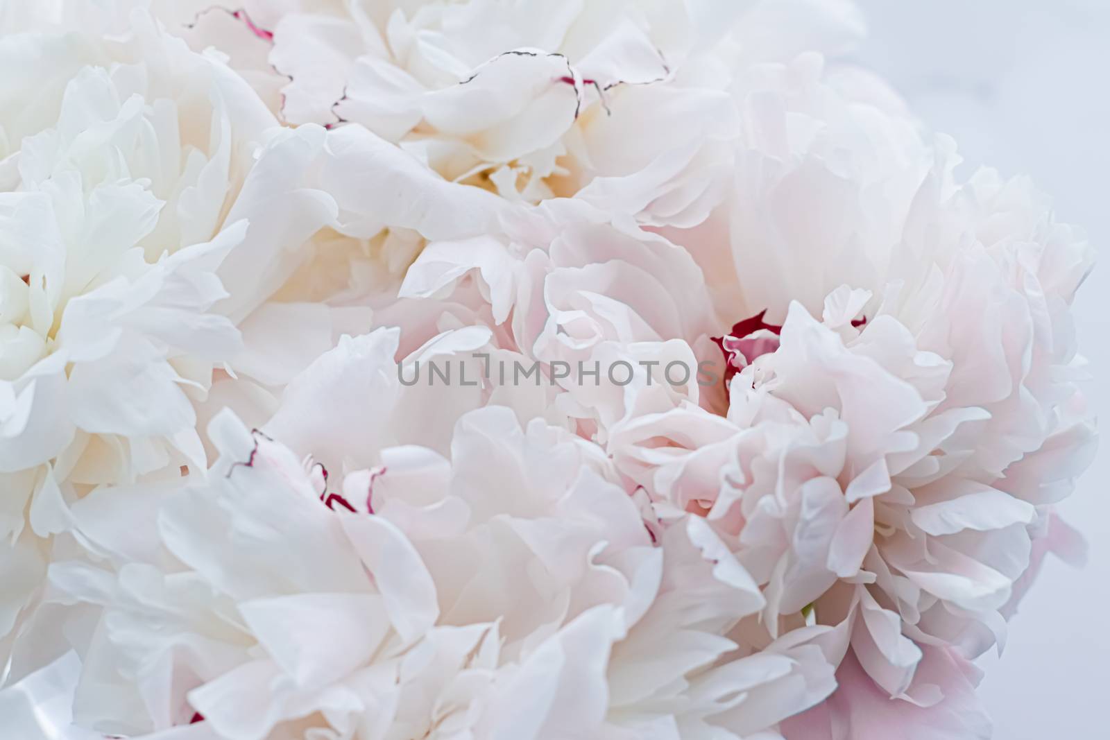 Bouquet of peony flowers as luxury floral background, wedding decoration and event branding design