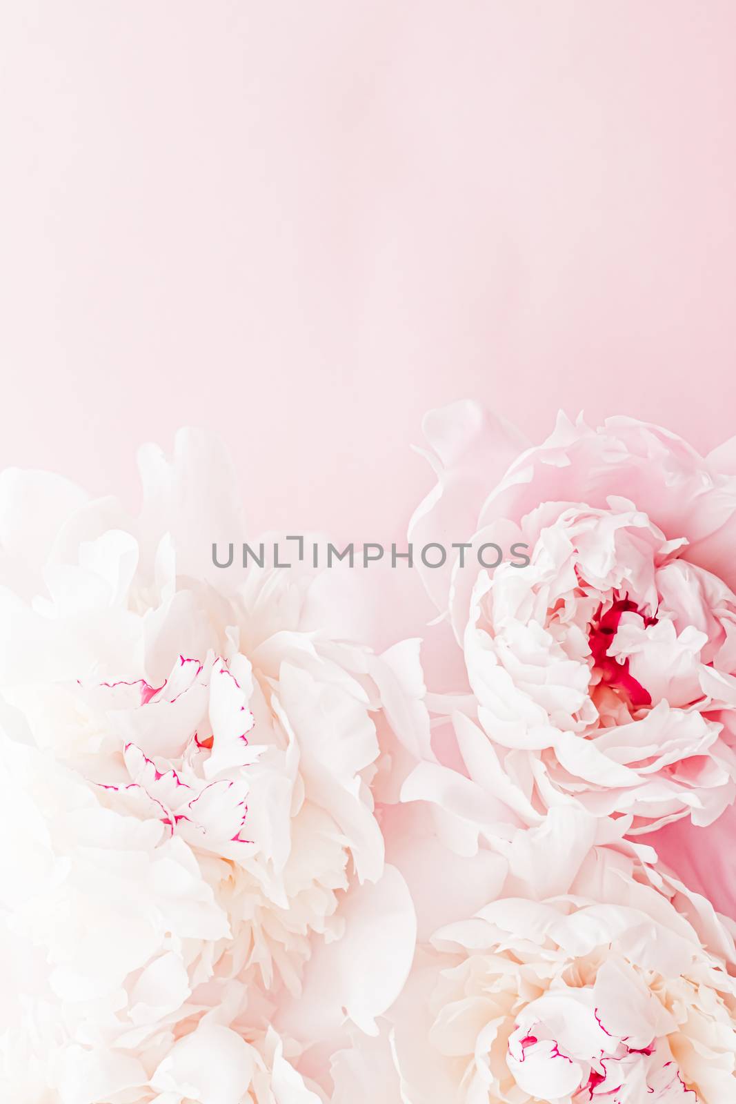 Peony flowers in bloom as floral art on pink background, wedding flatlay and luxury branding design