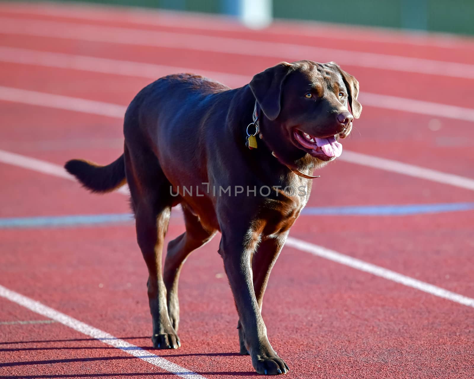 Young Labrador Retrievers by Calomeni