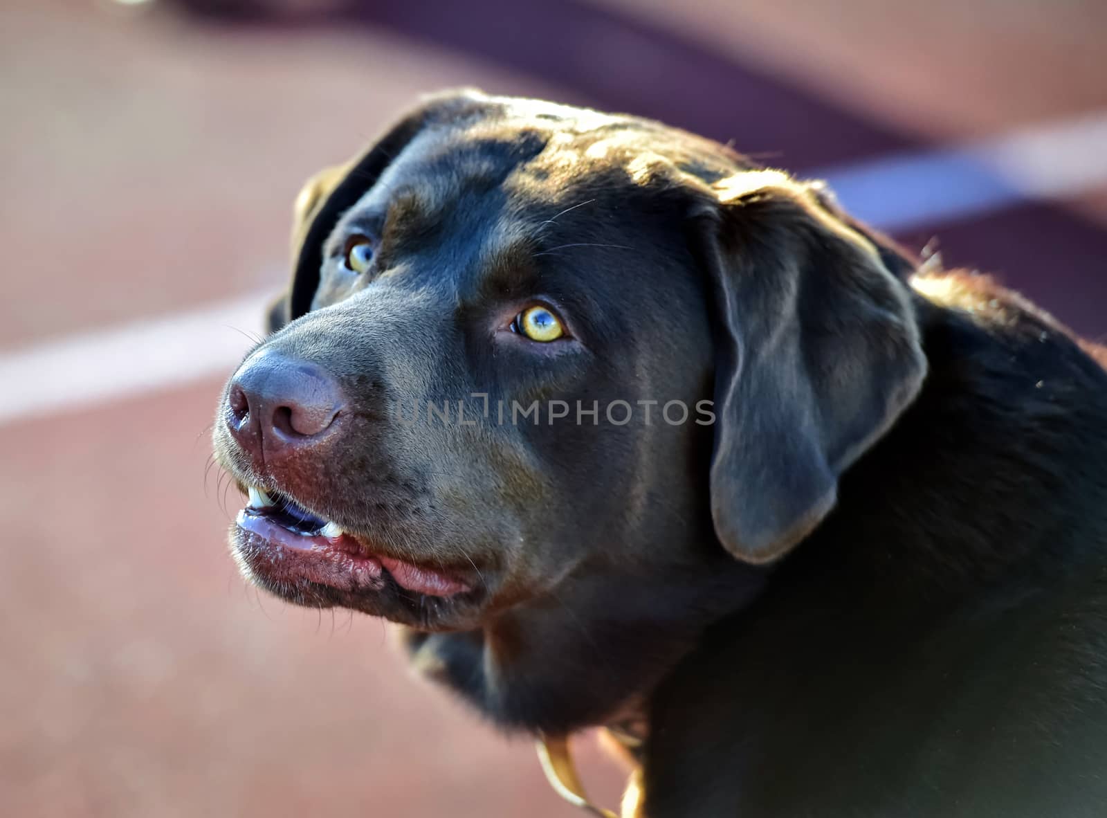 Young Labrador retrievers playing in the Yard. Lab Puppies playing outside for the first time.