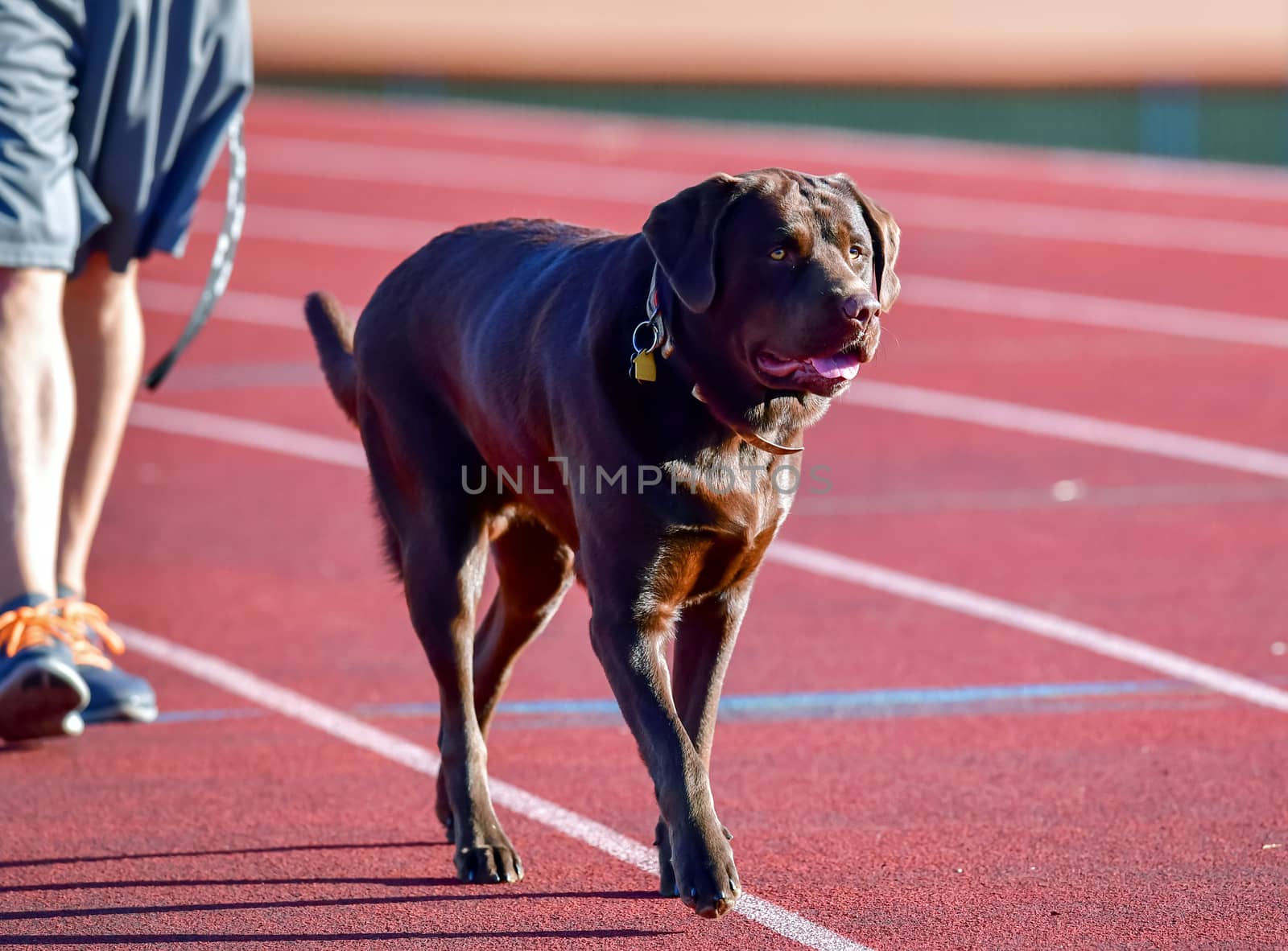 Young Labrador Retrievers by Calomeni