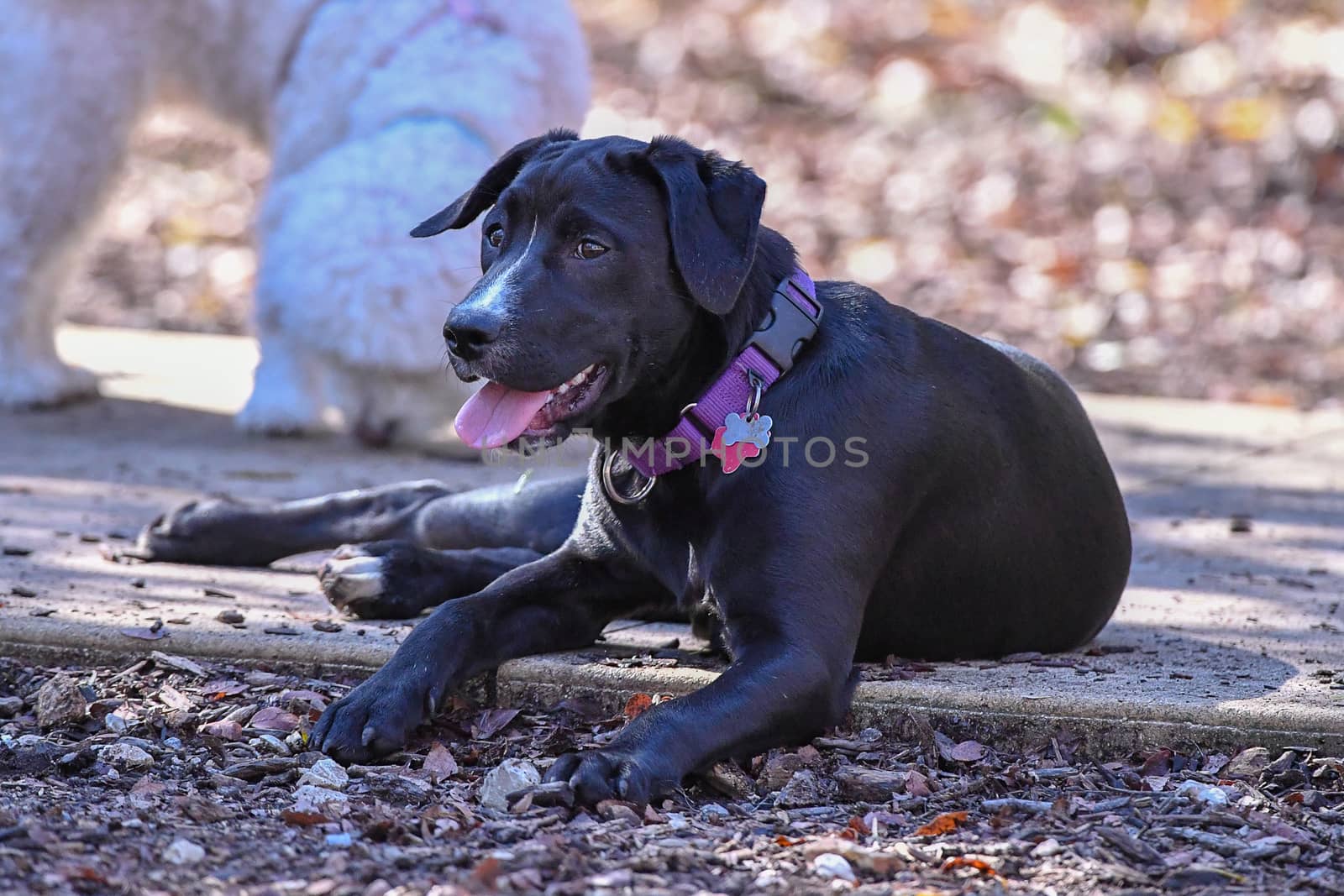 Young Labradors Playing by Calomeni