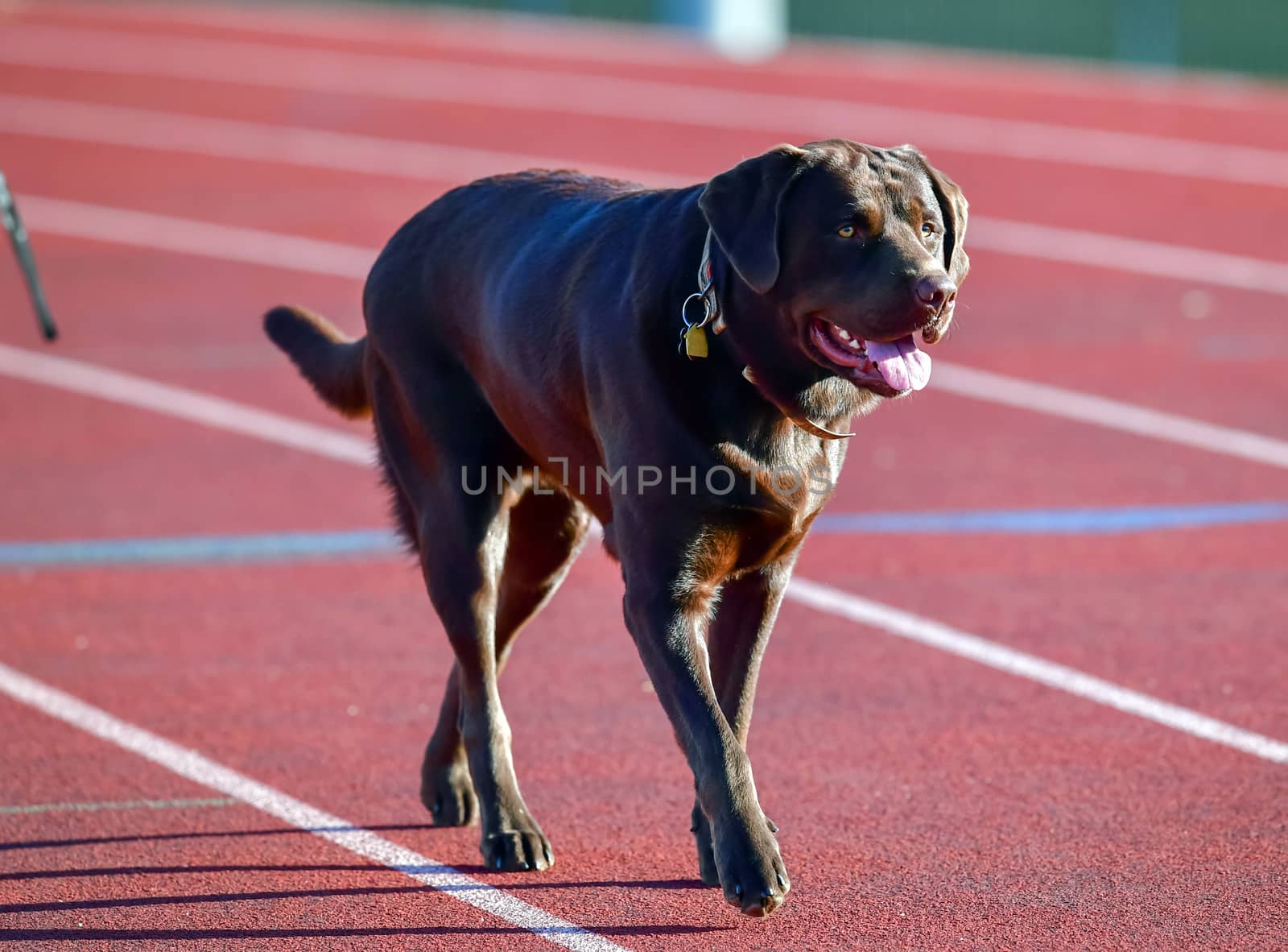 Young Labrador Retrievers by Calomeni