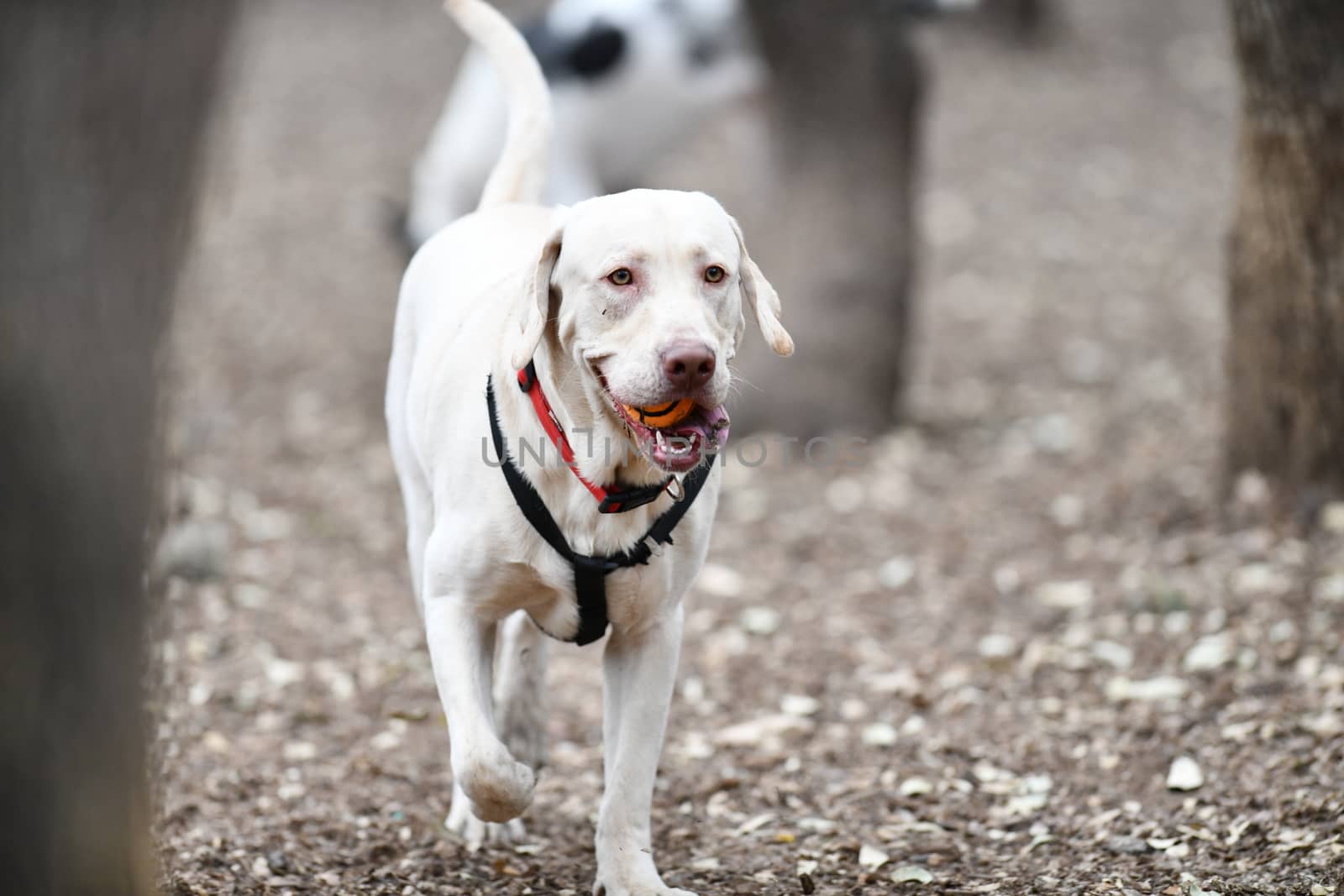 Young Labradors Playing by Calomeni