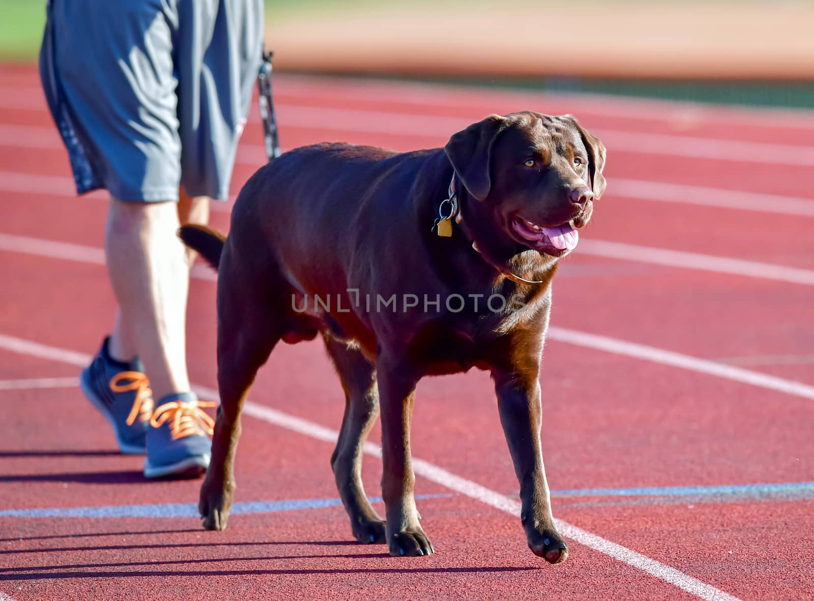 Young Labrador Retrievers by Calomeni