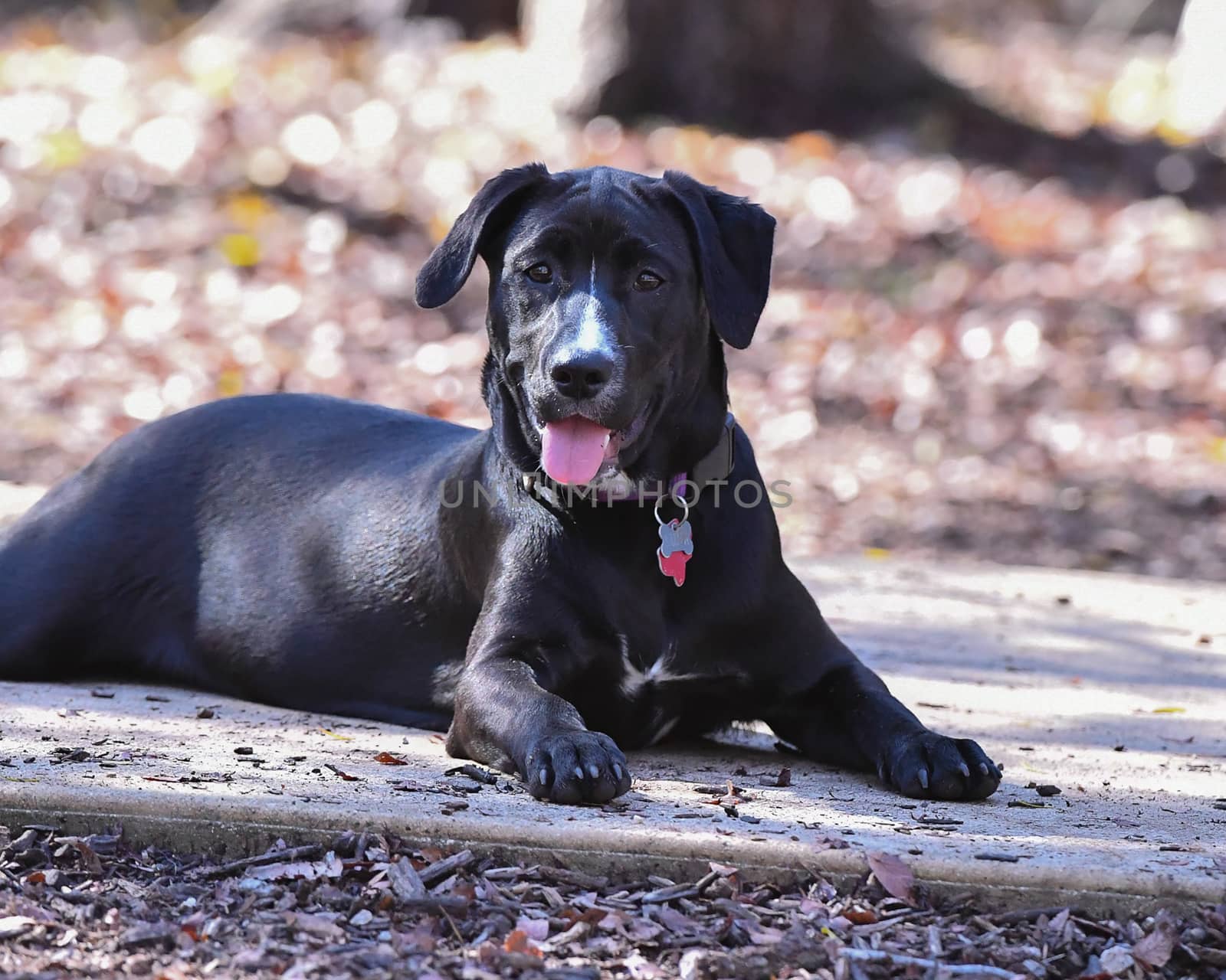 Young Labradors Playing by Calomeni