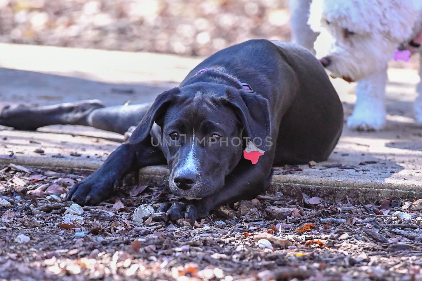 Young Labrador retrievers playing in the Yard. Lab Puppies playing outside for the first time.