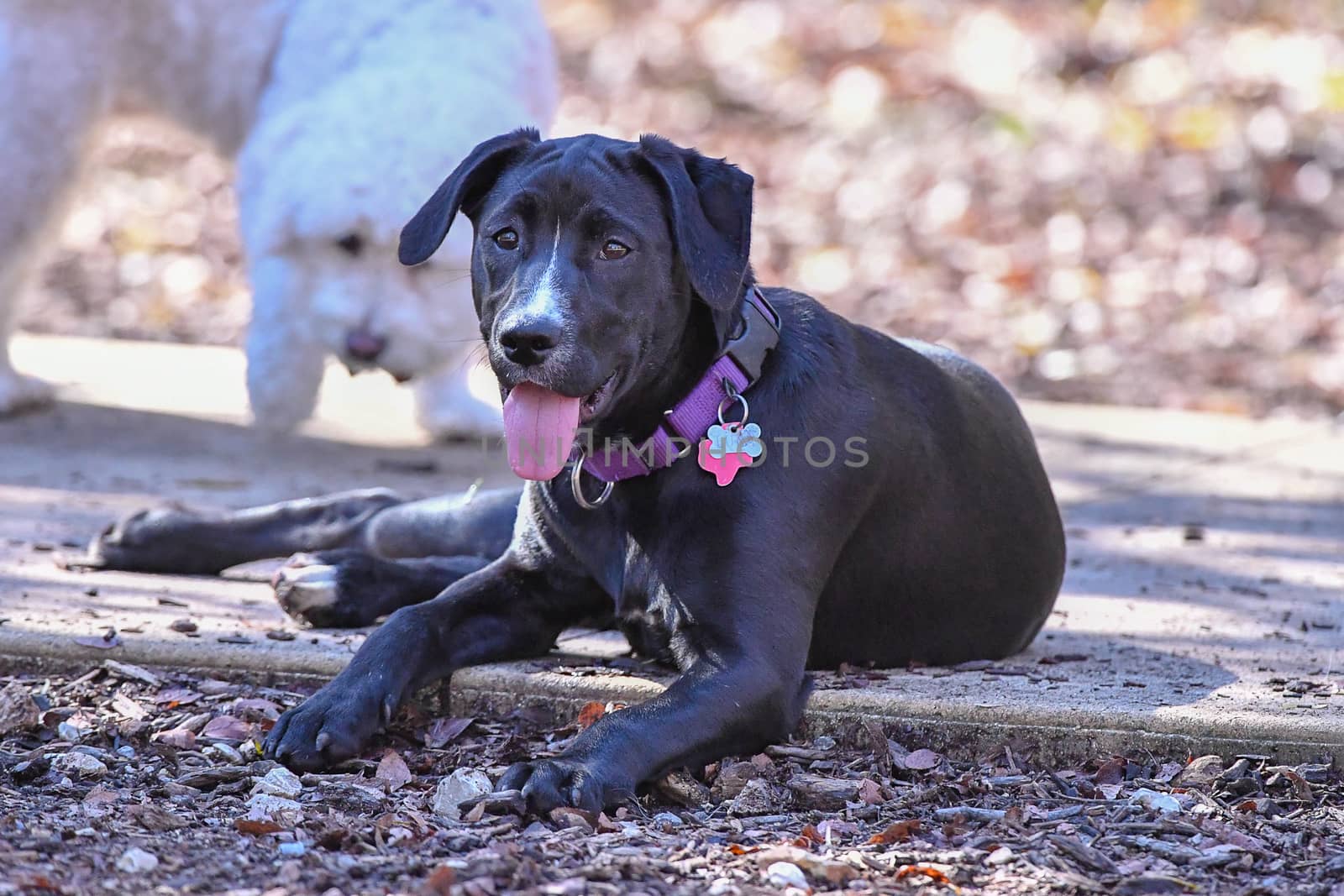 Young Labradors Playing by Calomeni