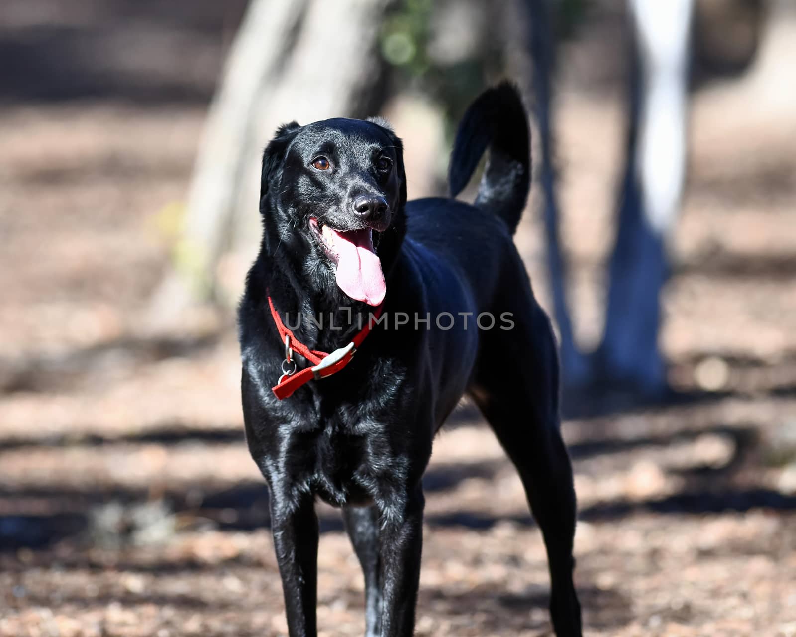 Young Labradors Playing by Calomeni