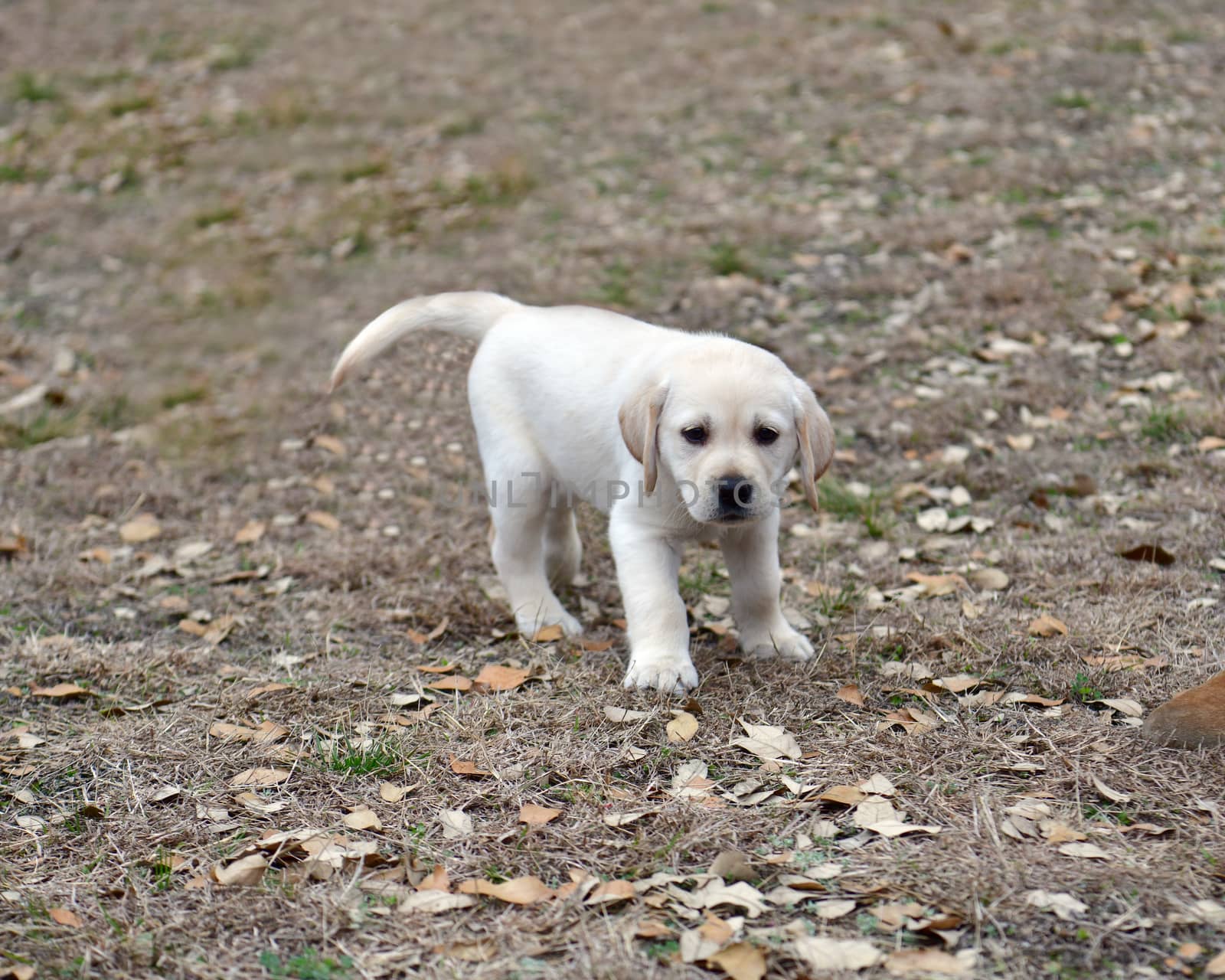 Young Labradors Playing by Calomeni