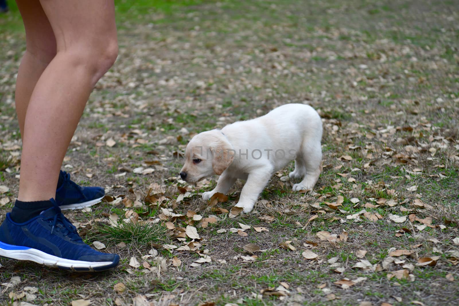 Young Labrador retrievers playing in the Yard. Lab Puppies playing outside for the first time.