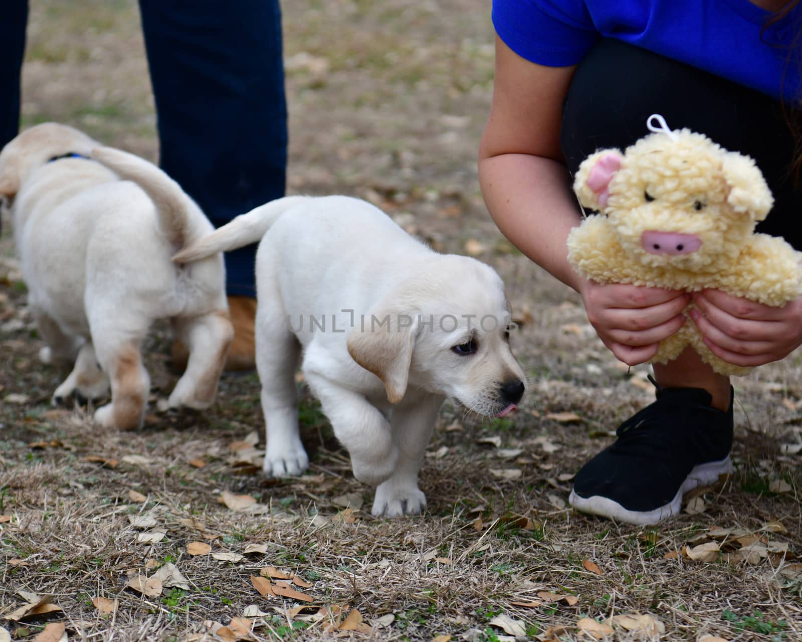 Young Labradors Playing by Calomeni