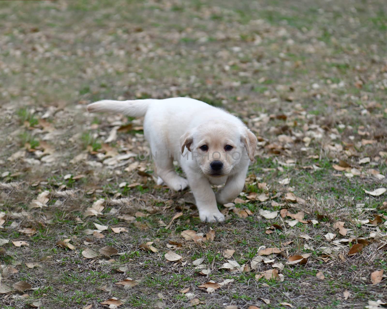 Young Labradors Playing by Calomeni