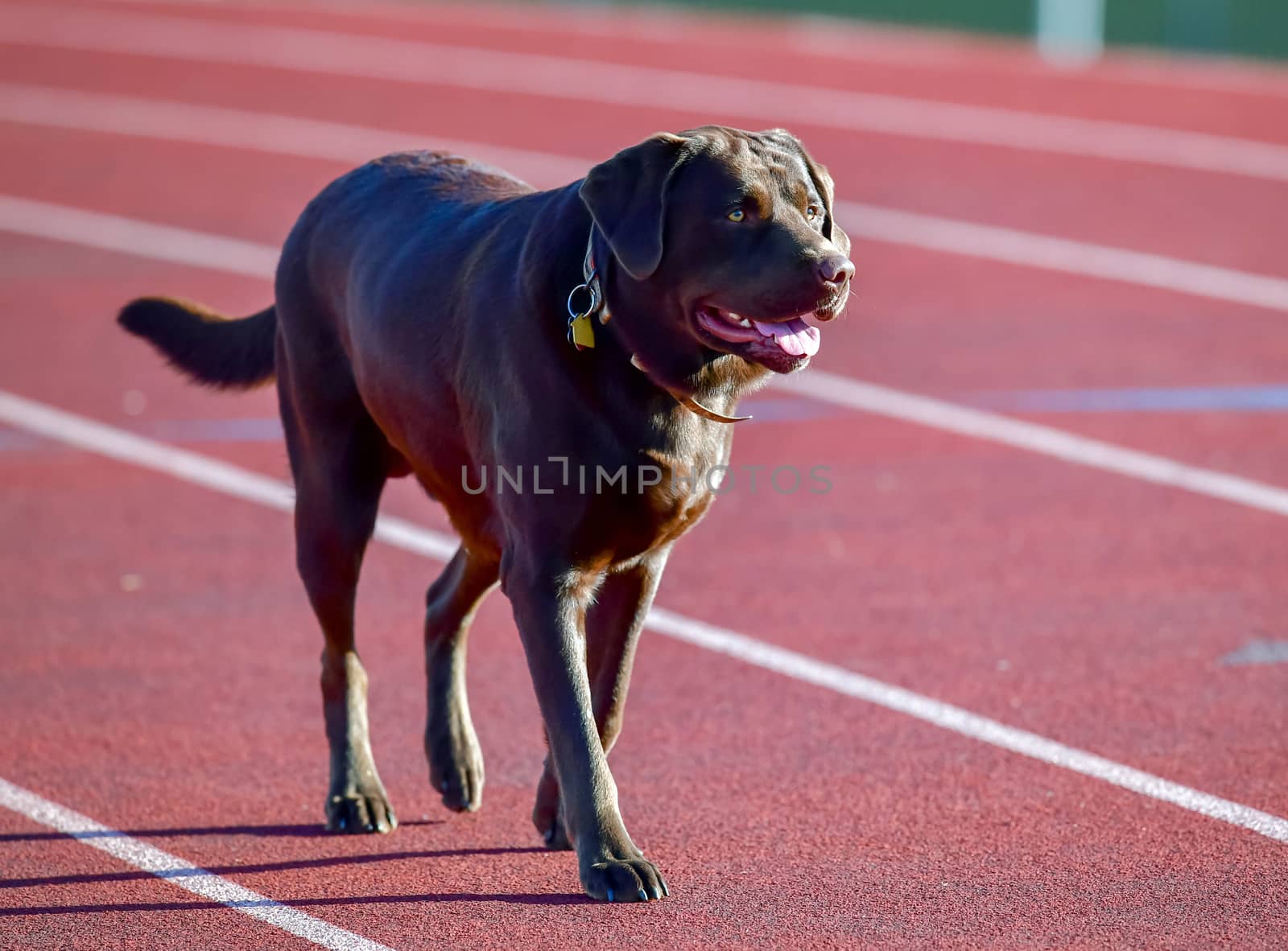 Young Labrador Retrievers by Calomeni