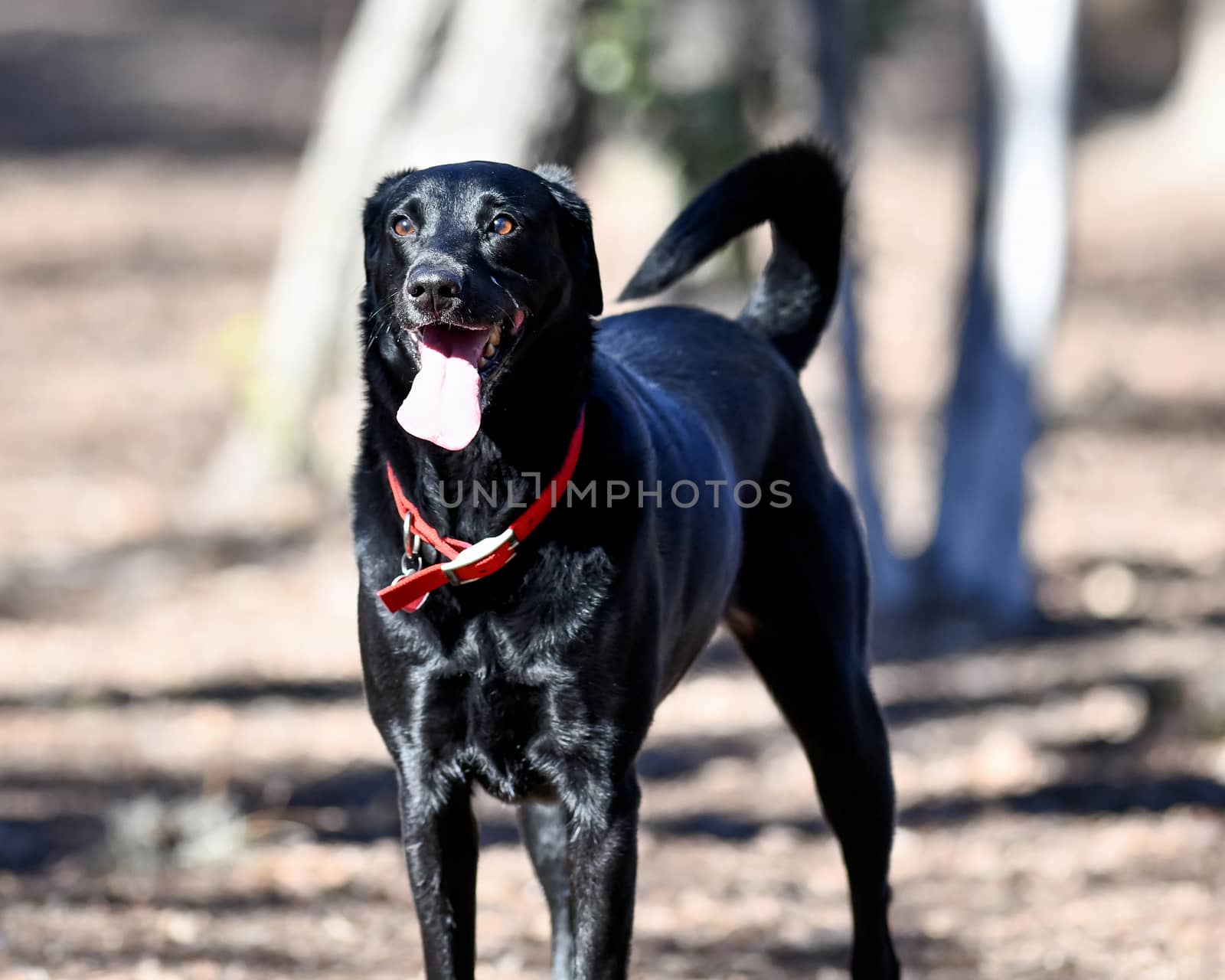 Young Labradors Playing by Calomeni