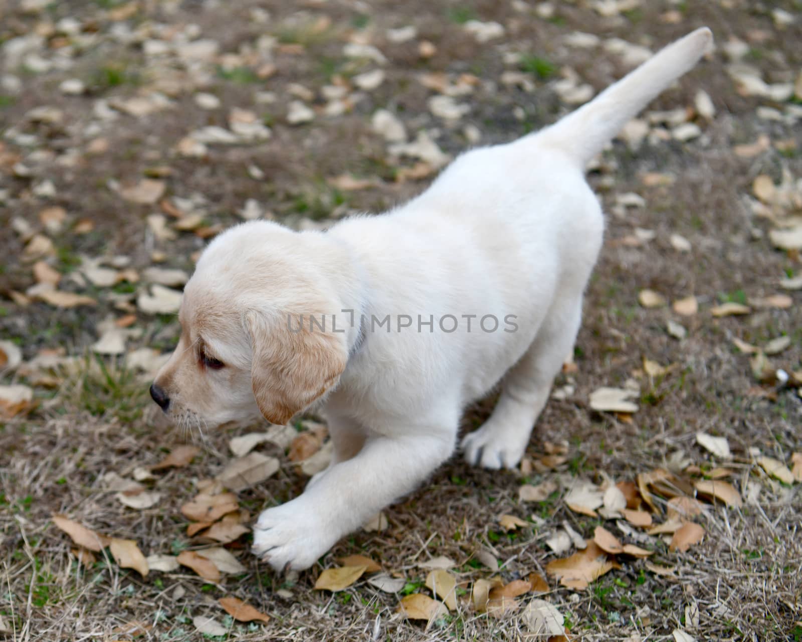 Young Labradors Playing by Calomeni