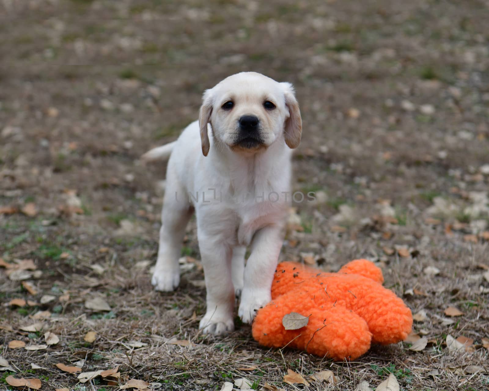 Young Labradors Playing by Calomeni