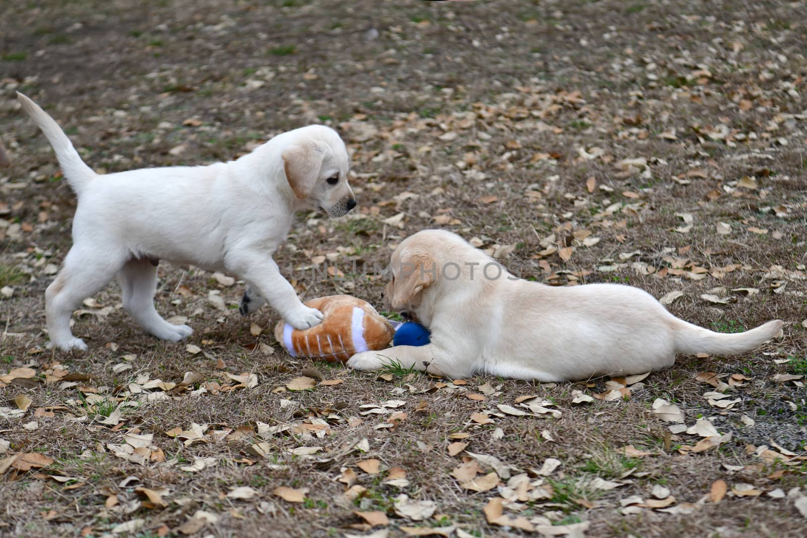 Young Labrador Retrievers by Calomeni