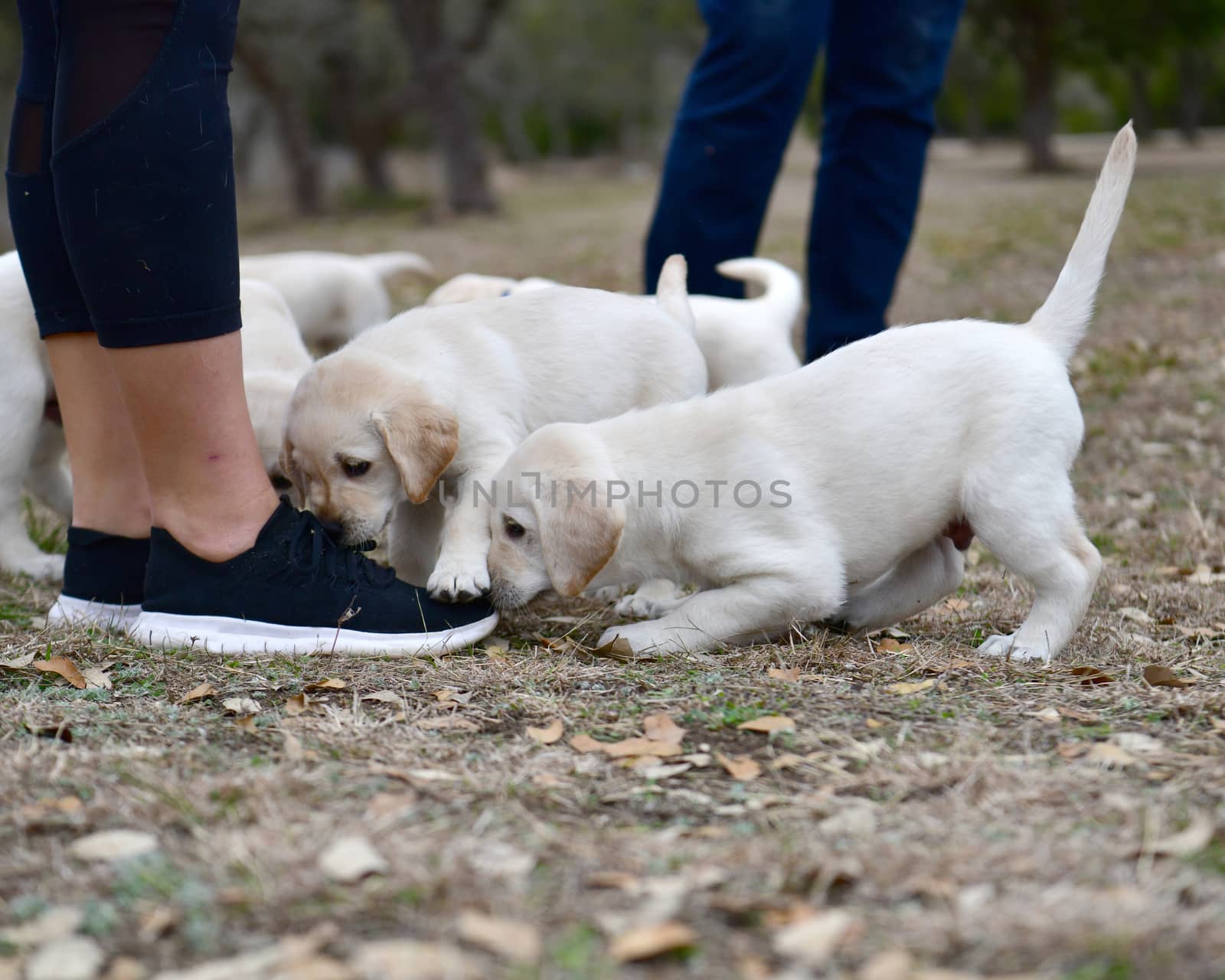 Young Labrador retrievers playing in the Yard. Lab Puppies playing outside for the first time.