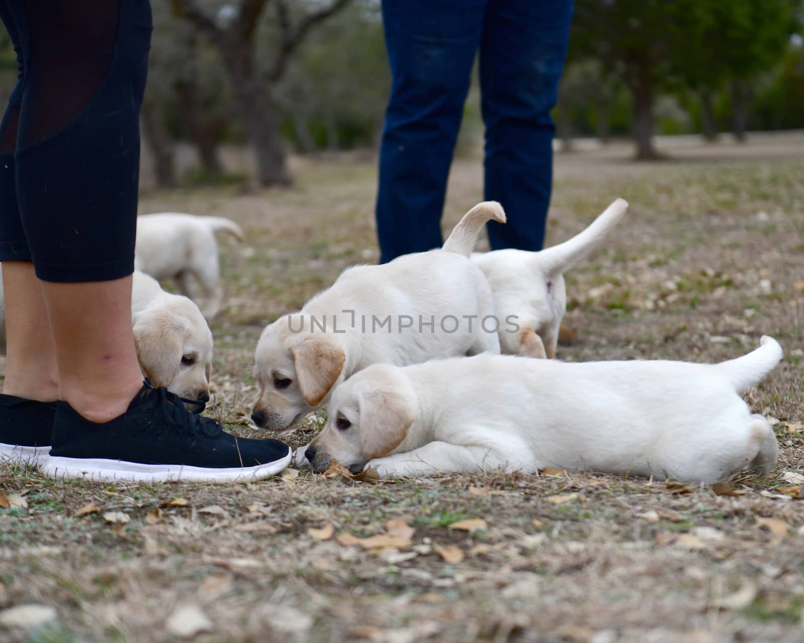 Young Labradors Playing by Calomeni