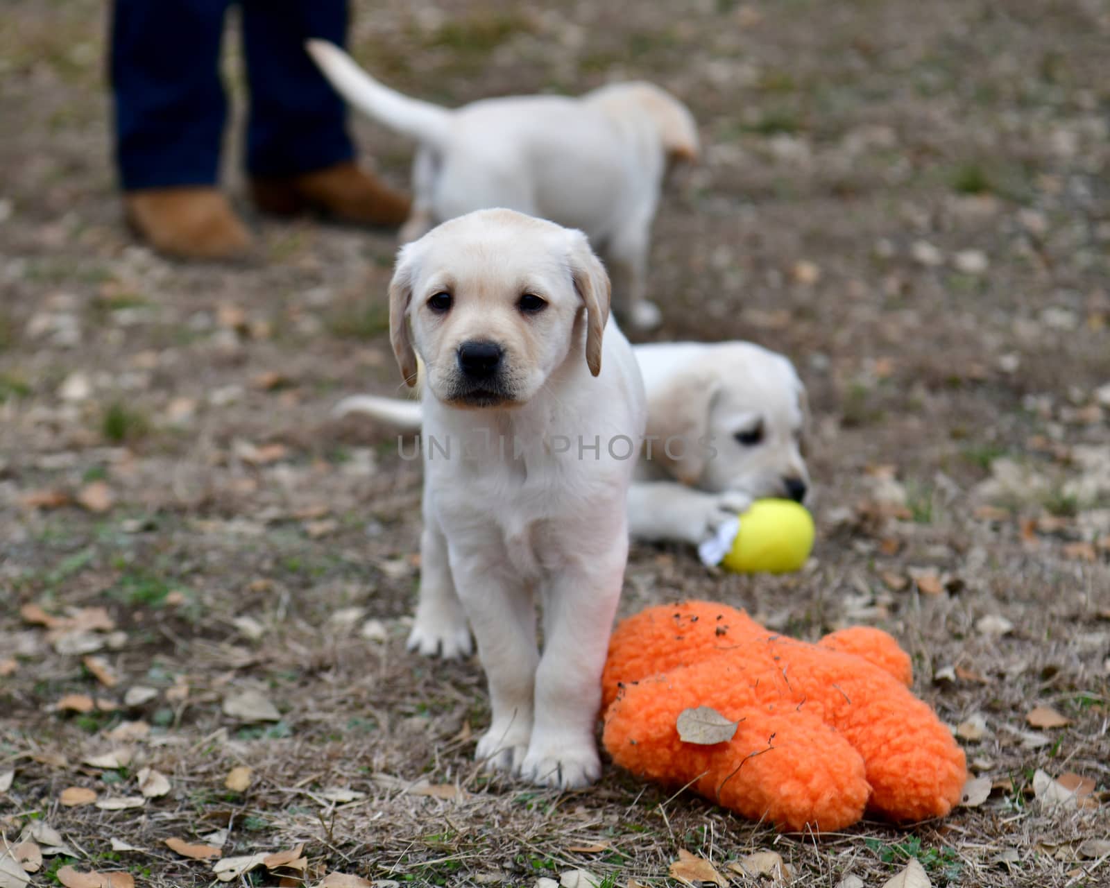 Young Labrador Retrievers by Calomeni