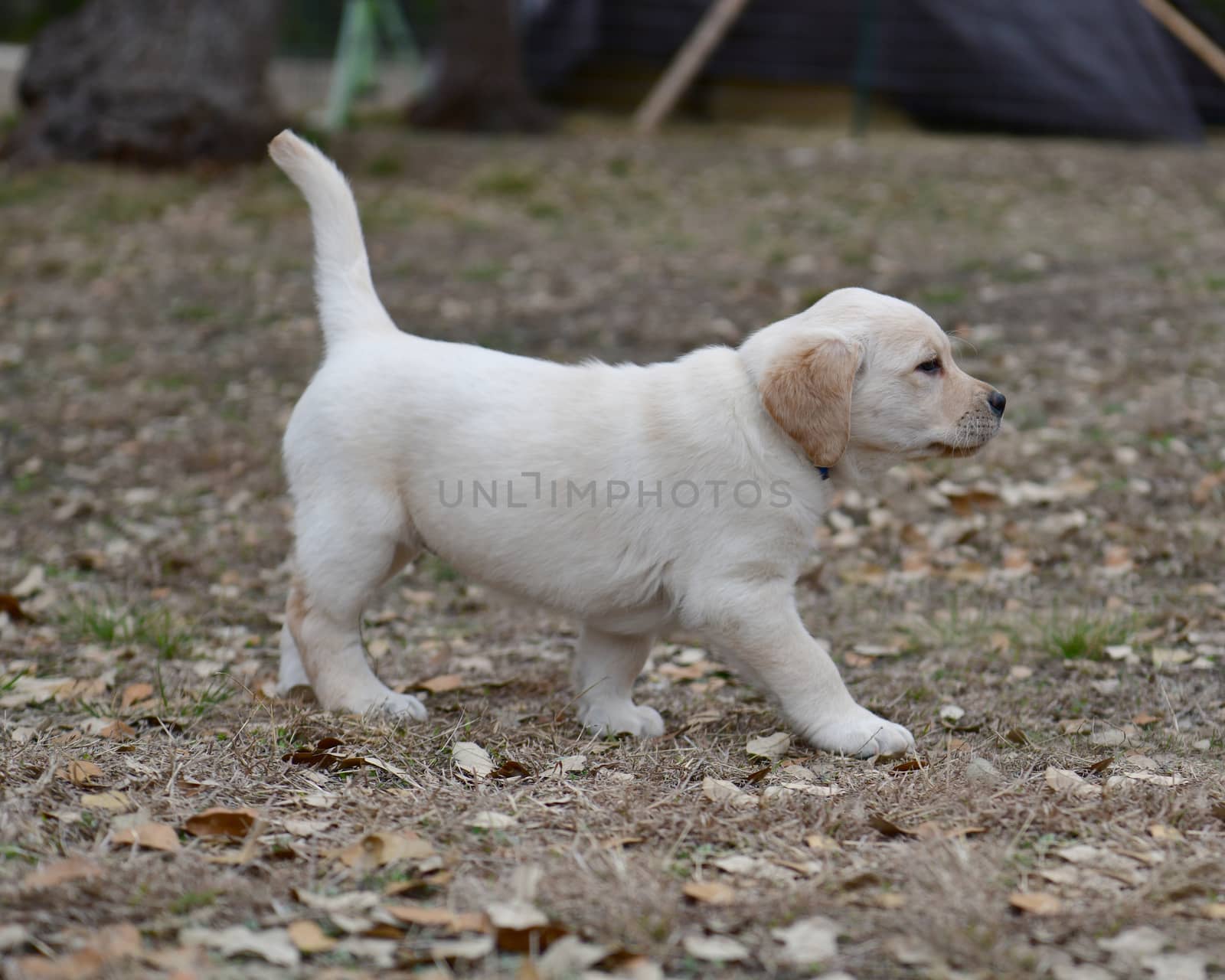 Young Labrador Retrievers by Calomeni