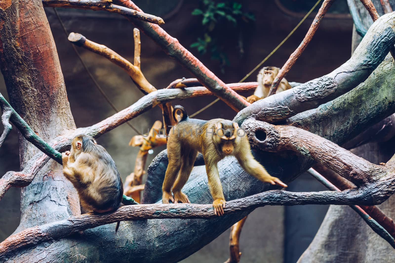 Southern Pig-tailed Macaque (Sundaland pigtail macaque or Sunda  by DaLiu