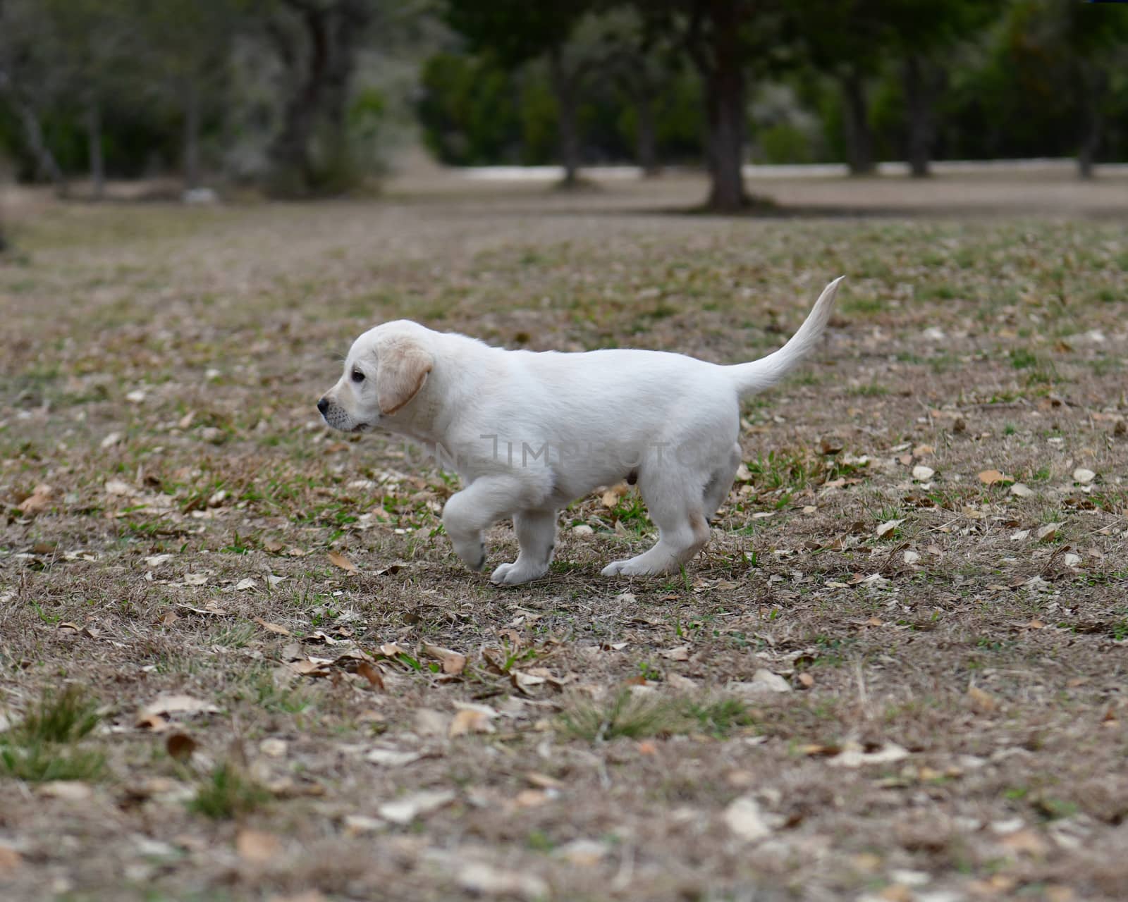 Young Labrador Retrievers by Calomeni