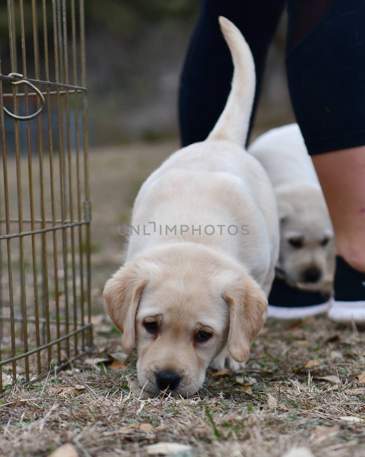 Young Labrador Retrievers by Calomeni